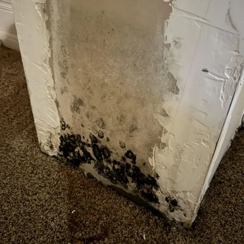 Professional Mold Removal in Stockton, IL